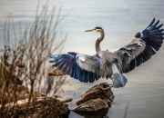 开云官网-阿拉巴状态火热，曼联对阵皇家社会能否守住防线？