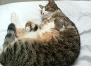 开云下载-库里抢七封神夜，当质疑化为传奇的注脚