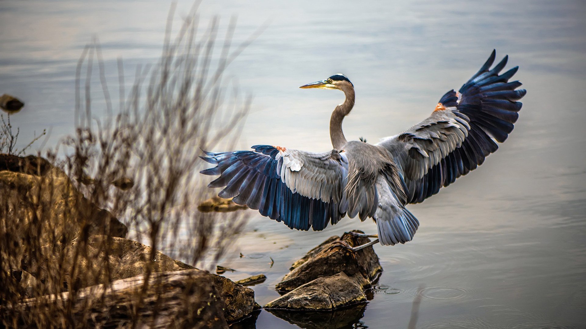 阿拉巴状态火热,曼联对阵皇家社会能否守住防线?